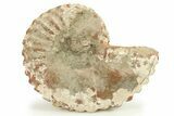 Unusual Cretaceous Ammonite (Menabites) Fossil - Texas #284453-1